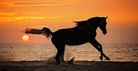 Galloping arabic thoroughbred at a setting sun