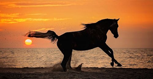 Galopperende arabische volbloed bij een ondergaande zon