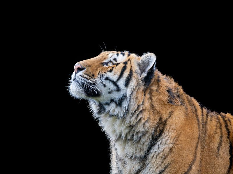 the eye of the tiger van MvdP fotografie