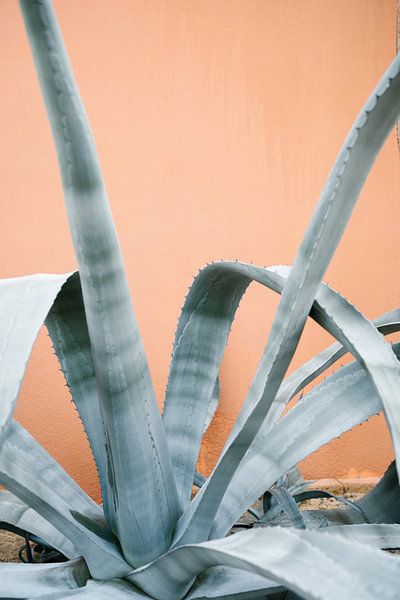 Turquoise plant for peach pink wall by Wianda Bongen