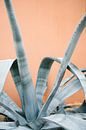 Turquoise plant for peach pink wall by Wianda Bongen thumbnail