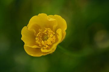 Buttercup by Sabine Claus