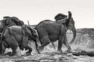 African elephants (Loxodonta-africana) drinking and playing in the water by Tjeerd Kruse thumbnail