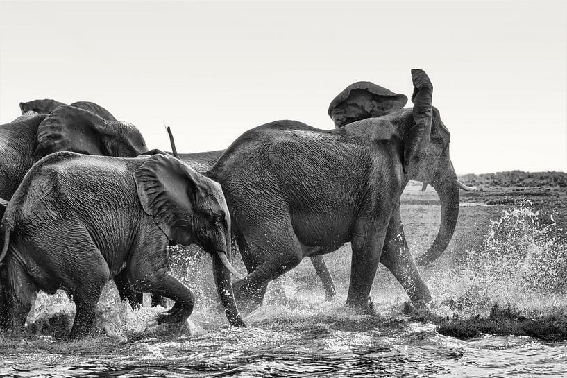 Eléphants d'Afrique (Loxodonta-africana) buvant et jouant dans l'eau par Tjeerd Kruse