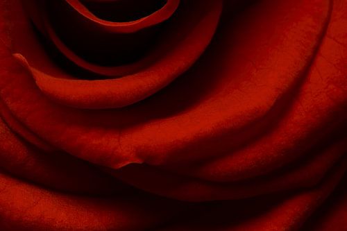 Close-up van een rode Roos