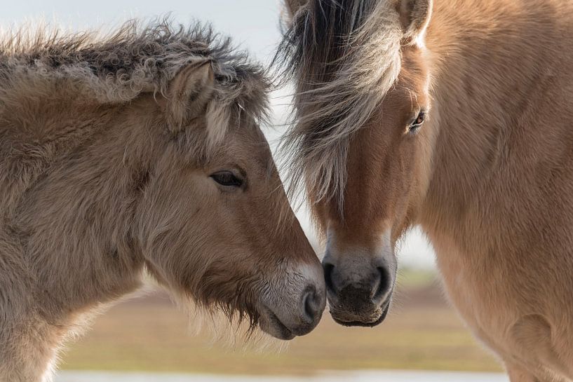 Fjord with foal by Ans Bastiaanssen