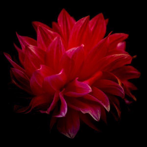 Red Dahlia on heavy ground by Freddy Hoevers