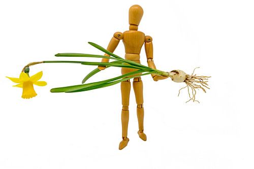 Complete narcis met bloem en bol wordt gedragen door een houten figuur.
