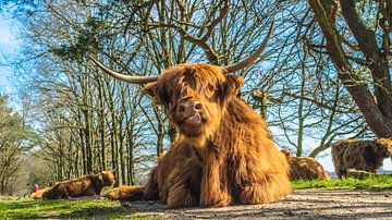 Schotse Hooglanders