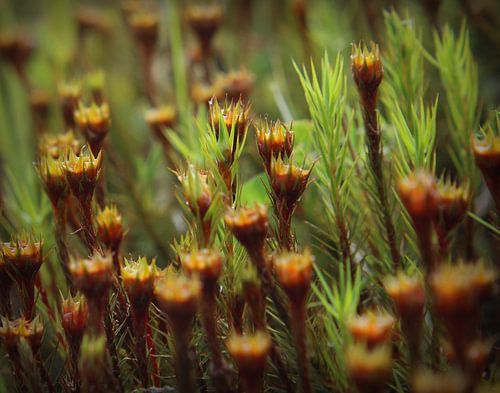 Ruig Haarmos. sur Marthijn van Tellingen