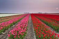 Calm sunset over tulip field van Olha Rohulya thumbnail