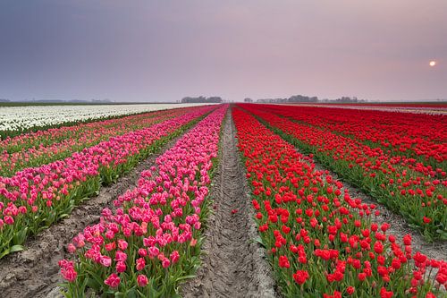 Calm sunset over tulip field