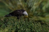 Weißkopfseeadler