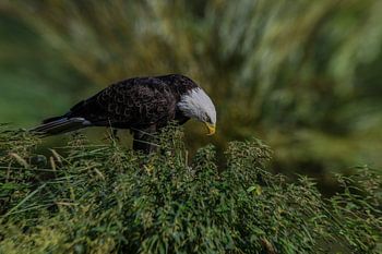 American bald eagle