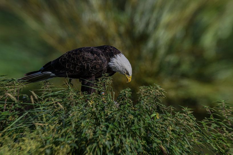 Weißkopfseeadler von Erik Ramaker den Ouden