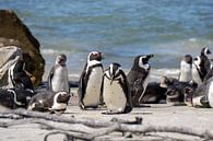 Pinguine in Südafrika von Reis Genie Miniaturansicht