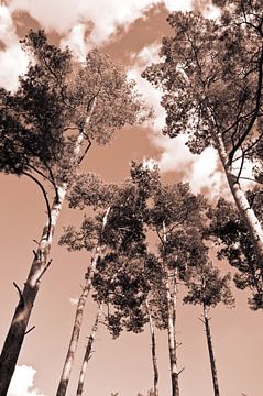 Meditative power of pine - Mocha Mousse