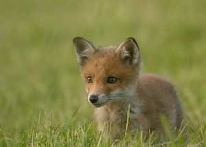 Fox cub by Berry Brons