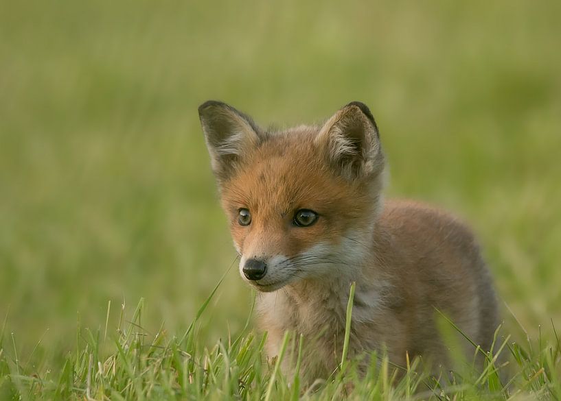 Fox cub by Berry Brons