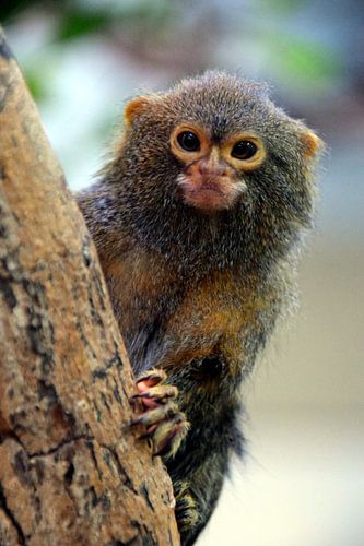 Édition du fluide nain