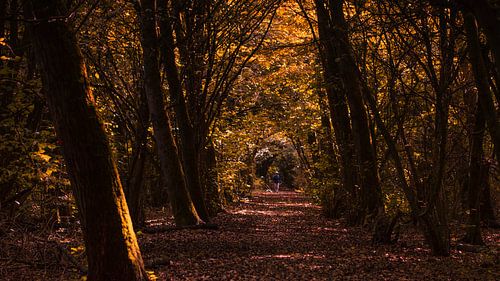 Chemin forestier automnal