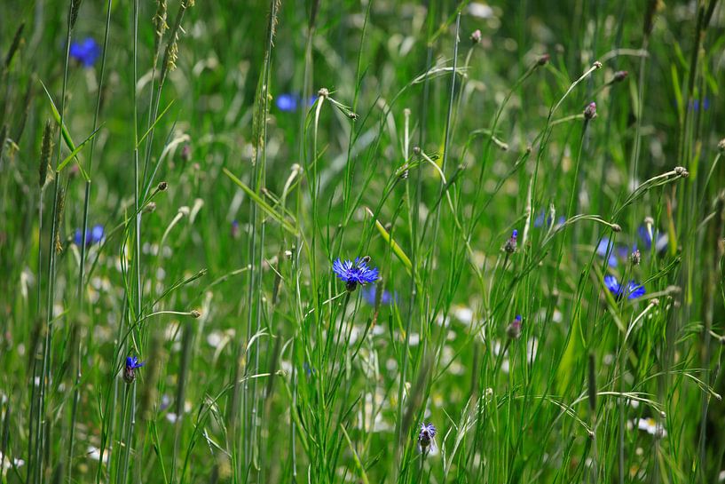 Kornblumen von Thomas Jäger