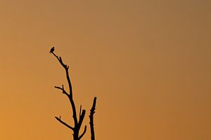 Silhouette au coucher du soleil