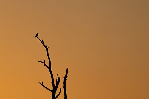 Silhouette au coucher du soleil