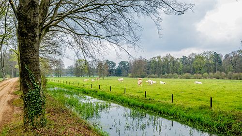 Landschap met koeien, Overijssel.