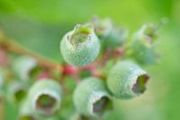 Green Blueberry Branch With Morning Dew