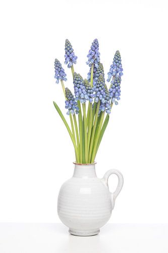 Blauwe druifjes in kannetje