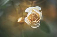 bloemen part 421 van Tania Perneel thumbnail