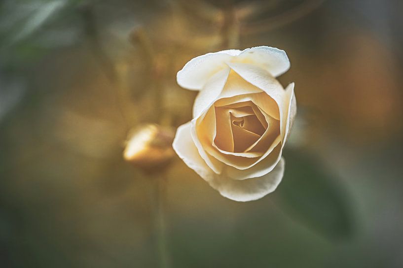 bloemen part 421 van Tania Perneel