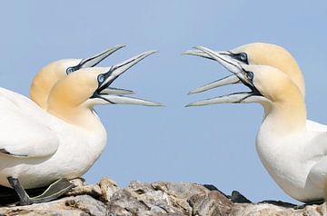 Squabbling (northern gannet)