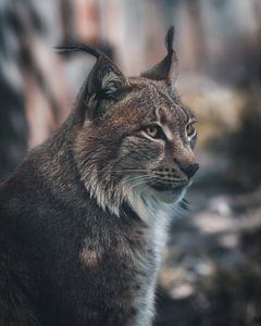 Portrait d'un lynx sur Glenn Slabbinck