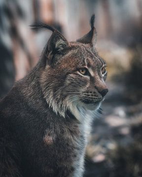 Portret van een lynx van Glenn Slabbinck