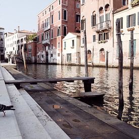 Venedig - Taube von Maurice Weststrate