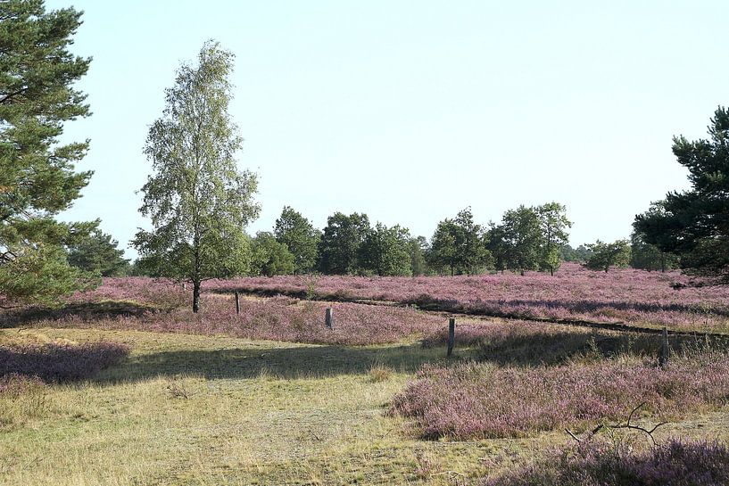 Wunderschöne Heide 2019 Nr. 3 von Anja Bagunk