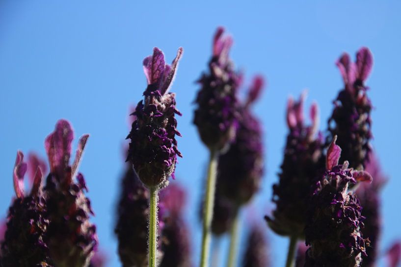 Lavender by Saffira Meijer