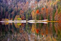 Feldsee in het Zwarte Woud