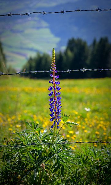 Lupine und Stacheldraht von Leopold Brix