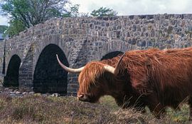Scottish Highland cow near the famous Sligachan Bridge on the Isle of Skye, Scotland