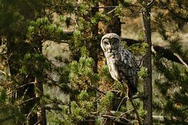 Great Gray Owl in Yellowstone National park by Get Framed Photography