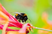 Kleurrijke hommel
