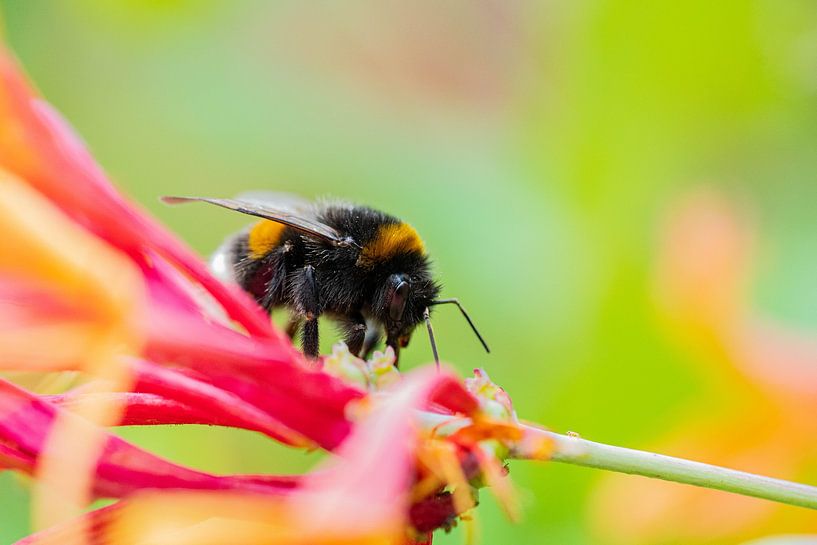 Colourful bumblebee by Mark Damhuis