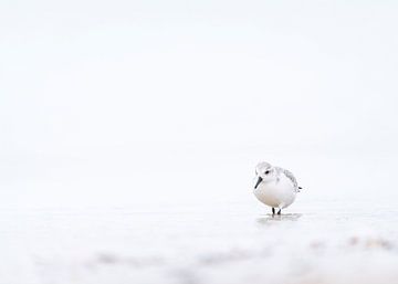 Hochbegabter Sanderling am Strand von Ronald Buitendijk Fotografie