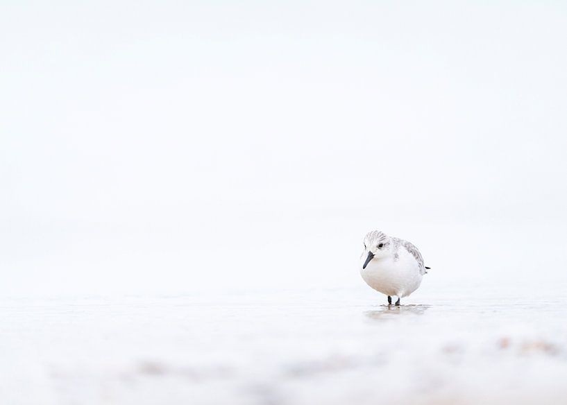 Highkey sanderling on the beach by Ronald Buitendijk Fotografie