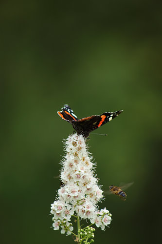 Duo