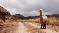Alpaka in Peru von Ellen van Drunen Miniaturansicht