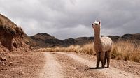 Alpaca in Peru